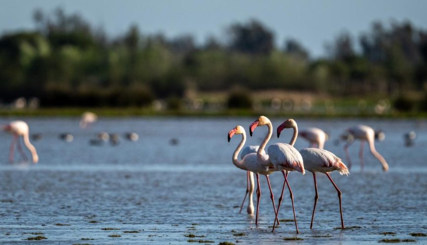 Observación de aves en Doñana: guía para amantes de la naturaleza