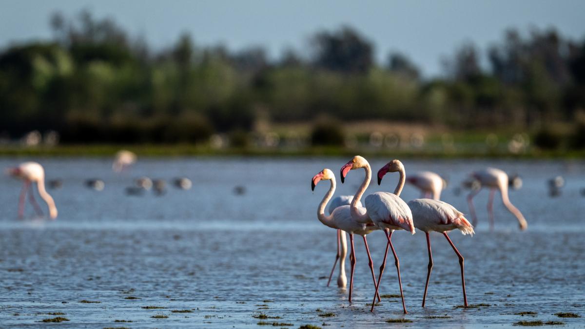Observación de aves en Doñana: guía para amantes de la naturaleza